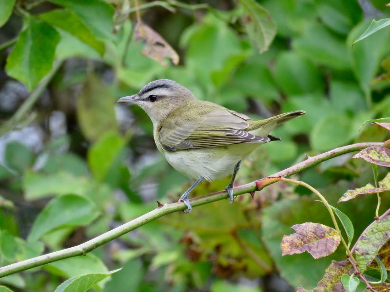 Red-eyed Vireo
